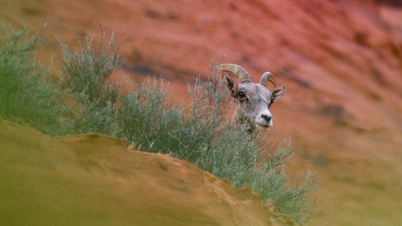 Bringing Bighorns Back from the Brink