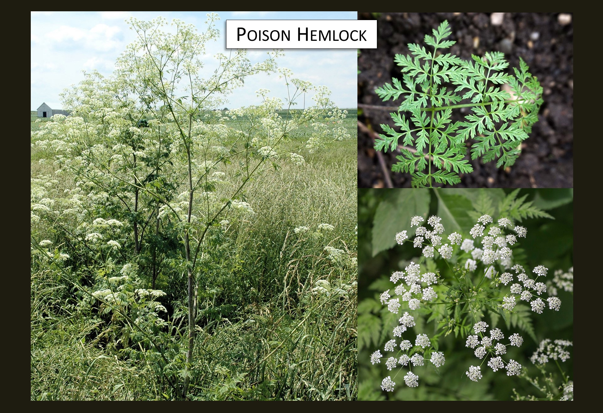 New Noxious Weed Survey