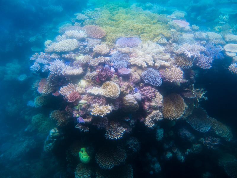 Can seagrass save the Great Barrier Reef?