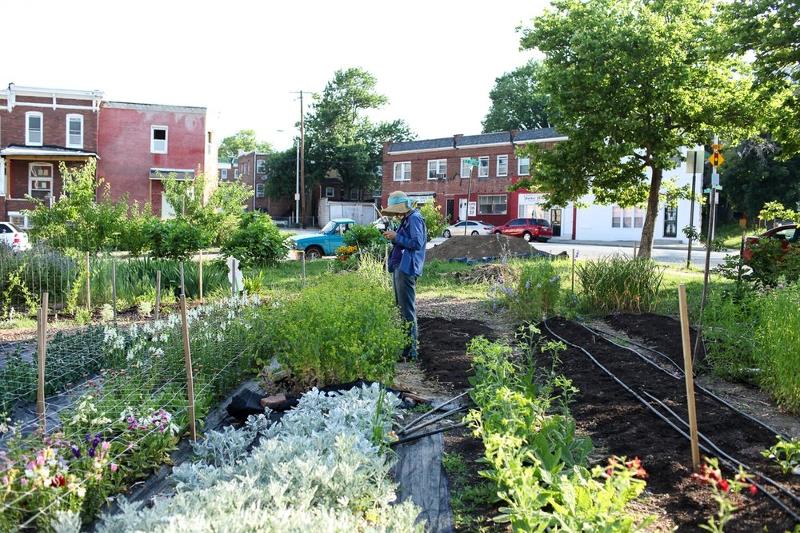 Baltimore eighth graders won $13,000 to bring fresh produce to food deserts  - The Baltimore Banner