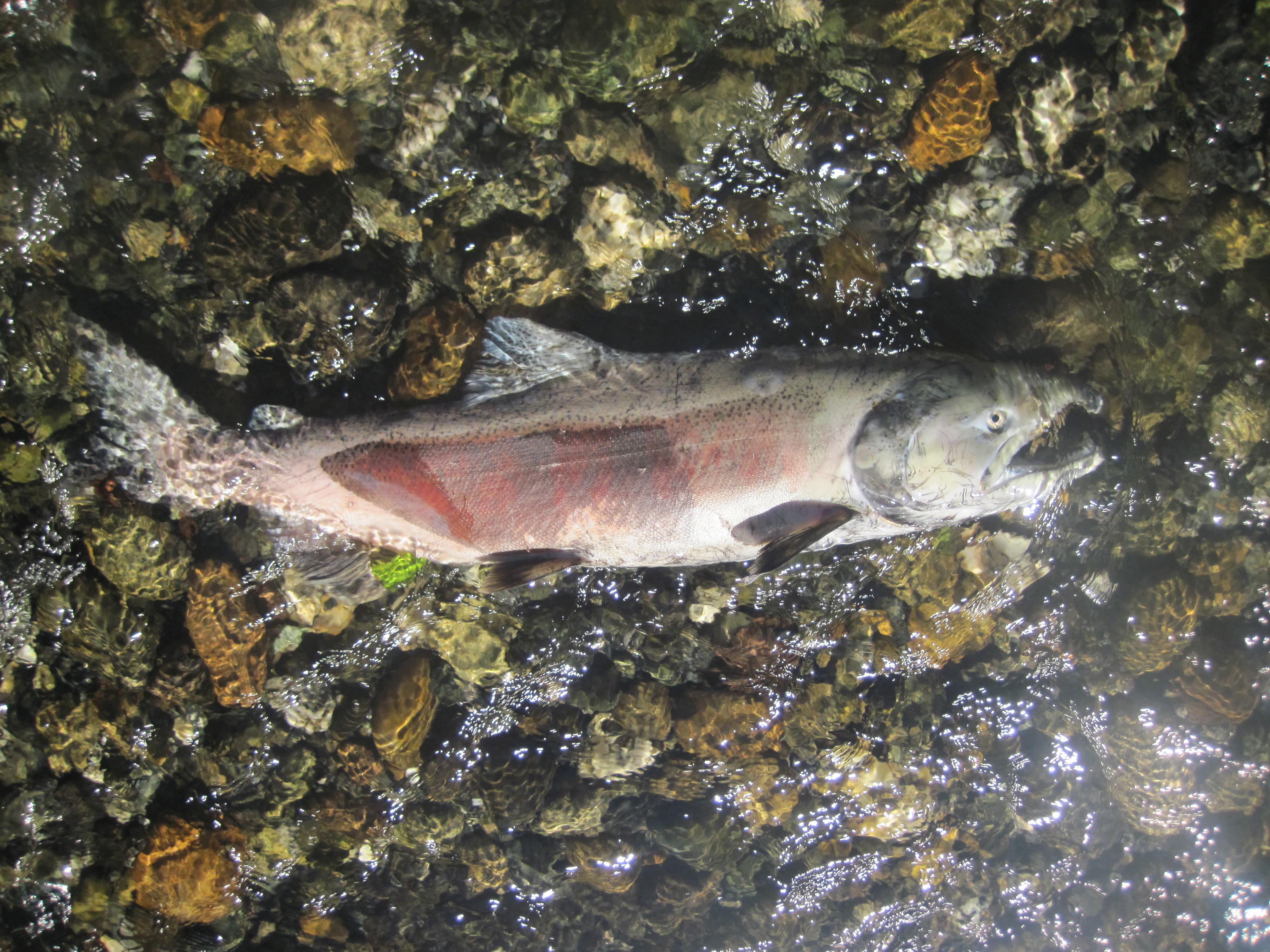 Coho Salmon — Nooksack Salmon Enhancement Association