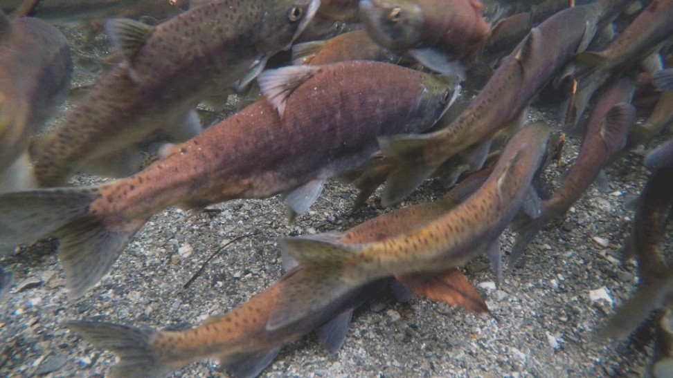 Fishing Things — Nooksack Salmon Enhancement Association