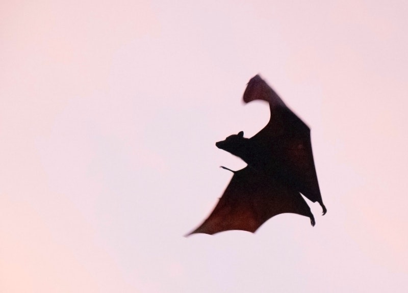 Bats: the mysterious lives of Earth's only flying mammals