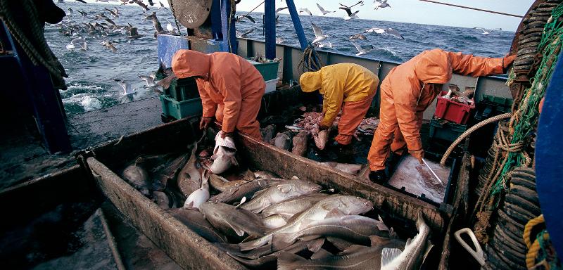 Learn about Atlantic cod