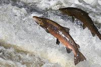 Washington State Salmon