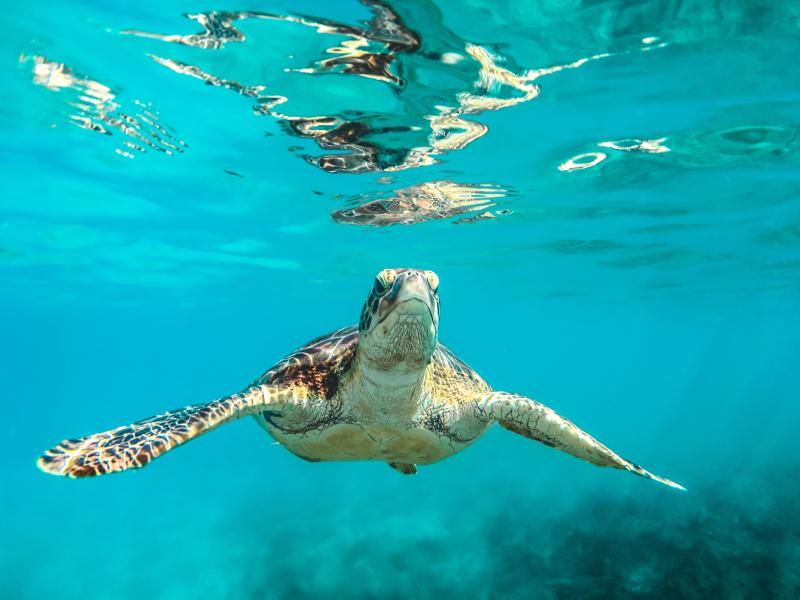 this-sea-turtle-population-is-almost-all-female-thanks-to-climate