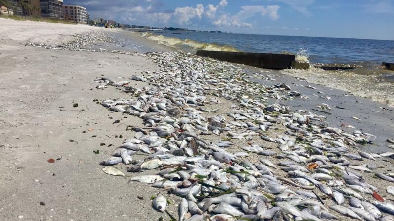 Red Tide: The Economic and Health Impacts